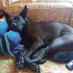 Meet your Posher, Sher